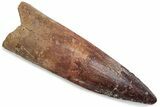 Fossil Spinosaurus Tooth - Real Dinosaur Tooth #376424-1